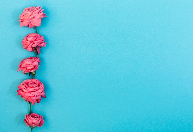 Foto grátis linha de rosas rosa dispostas sobre fundo colorido