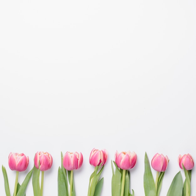 Linha de tulipas cor de rosa
