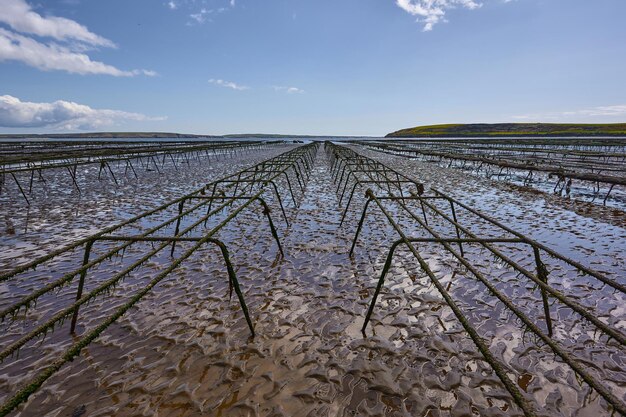 Linhas vazias de canteiros de ostras para cultivo. aquicultura em waterford, irlanda. céu nublado Foto Premium