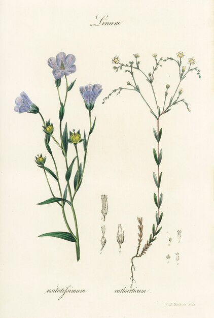 Linho (Linum) ilustração de Botânica Médica (1836)