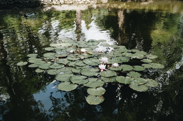 Foto grátis lírios de água no lago no pátio do castelo de drácula, transilvania