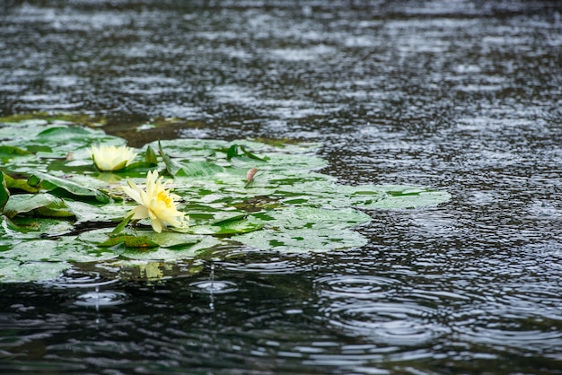 Lírios de água sob a chuva