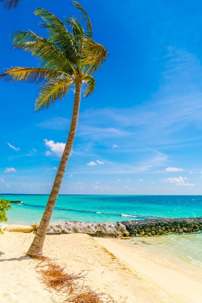 Foto grátis litoral maldivas viagem azul cênico