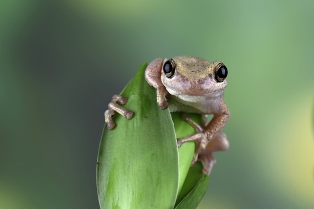 Litoria rubéola perereca entre as folhas verdes