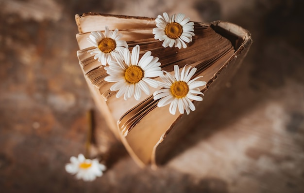 Livros antigos com flores de margaridas brancas.