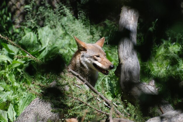 Lobo de madeira multicolorido de tirar o fôlego apreciando a selva