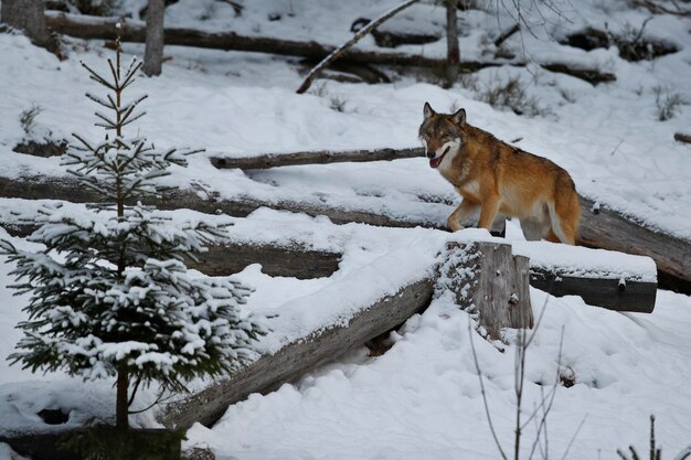 Lobo eurasiático em habitat de inverno branco Bela floresta de inverno