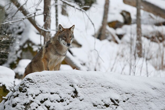 Lobo eurasiático em habitat de inverno branco Bela floresta de inverno