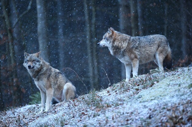 Lobo eurasiático em habitat de inverno branco Bela floresta de inverno