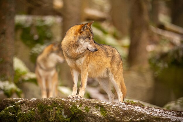 Lobo euro-asiático no habitat de inverno branco. Bela floresta de inverno. Animais selvagens em ambiente natural. Animal da floresta europeia. Canis lupus lupus.