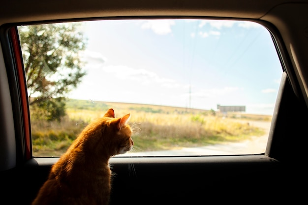 Localização do gato no banco de trás e olhando para fora