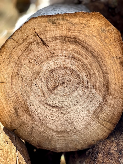 Logs empilhados em um close-up de pilha em um corte na floresta.