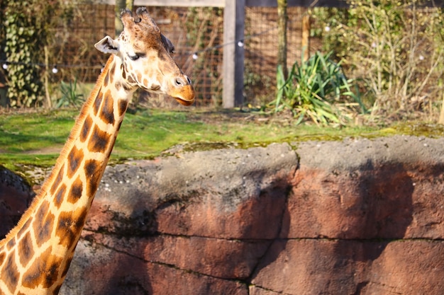 Longo pescoço de uma girafa cercada por grama e plantas no zoológico