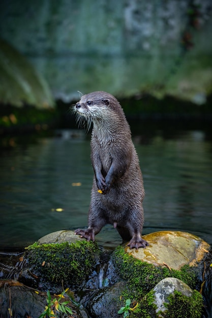 Lontra asiática de garras pequenas no habitat natural Lontra no zoológico durante a hora do almoço Cena selvagem com animal em cativeiro Animais incríveis e brincalhões Aonyx cinereus