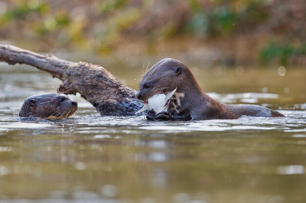 Lontra de rio gigante no habitat natural