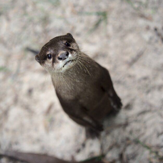 Lontra fofa olhando para a câmera