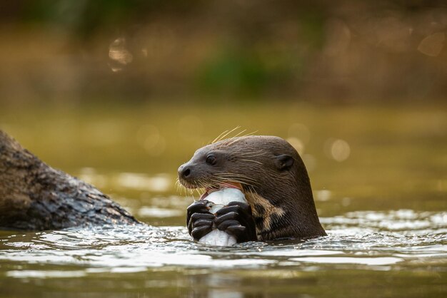 Lontra gigante se alimentando no habitat natural Brasil selvagem Vida selvagem brasileira Rico Pantanal Watter animal Criatura muito inteligente Peixe de pesca