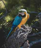 Foto grátis loros posando en espectaculo de aves