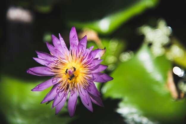 Lotus Blooming botânica brilhante Flora paz pura