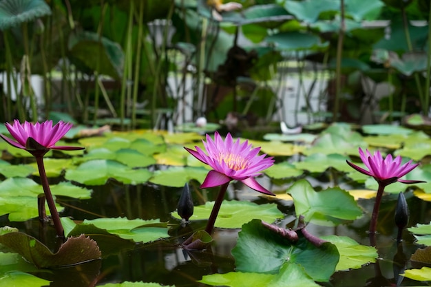 Lótus rosa sobre a água