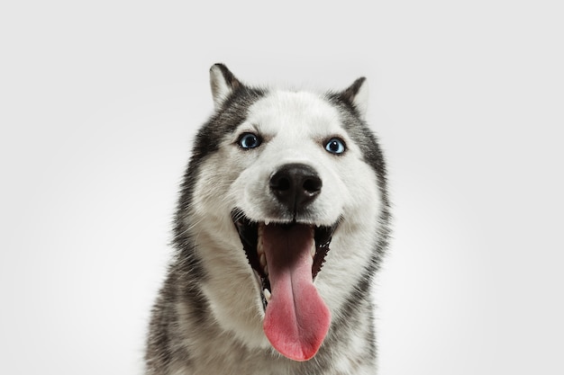 Foto grátis loucamente feliz. cão de companhia husky está posando. cachorrinho cinza branco brincalhão fofo ou animal de estimação brincando no fundo branco do estúdio. conceito de movimento, ação, movimento, amor de animais de estimação. parece feliz, encantado, engraçado.