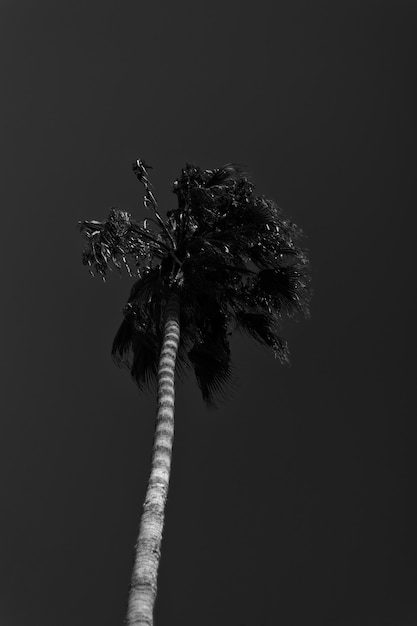 Foto grátis low key palm