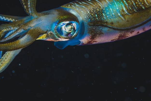 Foto grátis lulas grandes e coloridas com um fundo preto