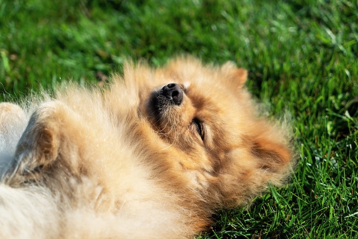 Foto grátis lulu da pomerânia com pelo amarelo deitado na grama nas costas