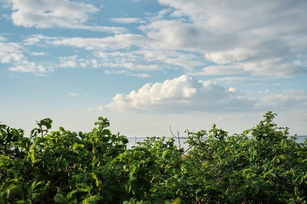 Luz brilhante do dia ensolarado nas folhas verdes brilhantes do arbusto contra o céu com nuvens cumulus closeup da calma de férias à beira-mar de arbustos e ideia de papel de parede de relaxamento