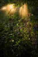 Foto grátis luz da noite brilha sobre grama verde e flores do campo