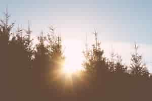 Foto grátis luz do sol brilhando através de árvores