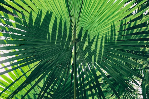 Luz e sombra na folha de palmeira tropical