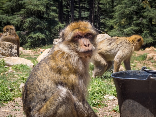 Foto grátis macaca macaca sylvanus fofo macaco berbere em uma selva no marrocos