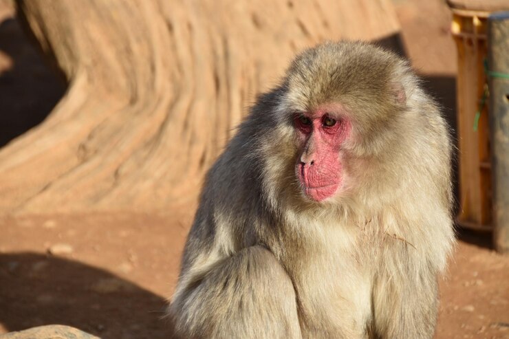 Foto grátis macaco ao ar livre em um dia ensolarado