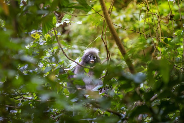 Foto grátis macaco cinza sentado em um galho de árvore