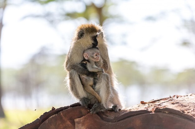 Macaco com filhote Quênia