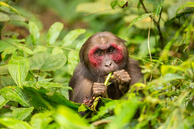 Foto grátis macaco de cauda curta com rosto vermelho em um macaco verde selvagem no belo santuário de vida selvagem indiano de junglegibbon na índia