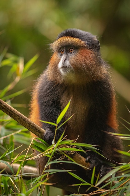 Foto grátis macaco dourado selvagem e muito raro na floresta de bambu