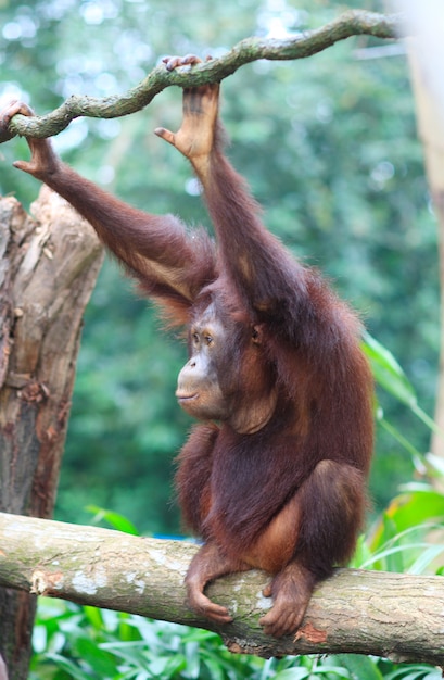 Macaco em uma árvore