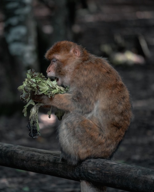 Macaco fofo comendo alface