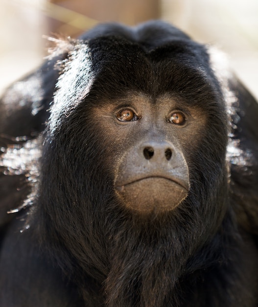 Macaco loiro preto