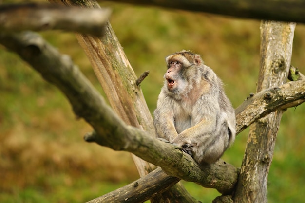Macaco macaca na natureza procurando habitat Cuidados familiares Macaca sylvanus