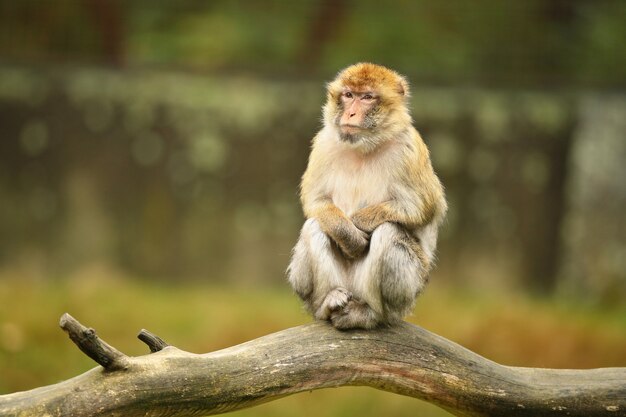 Macaco macaque na natureza