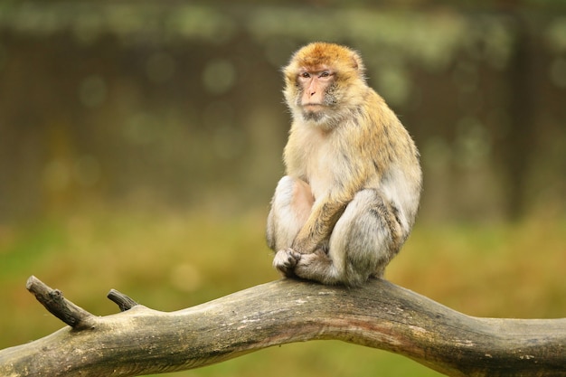 Macaco macaque na natureza