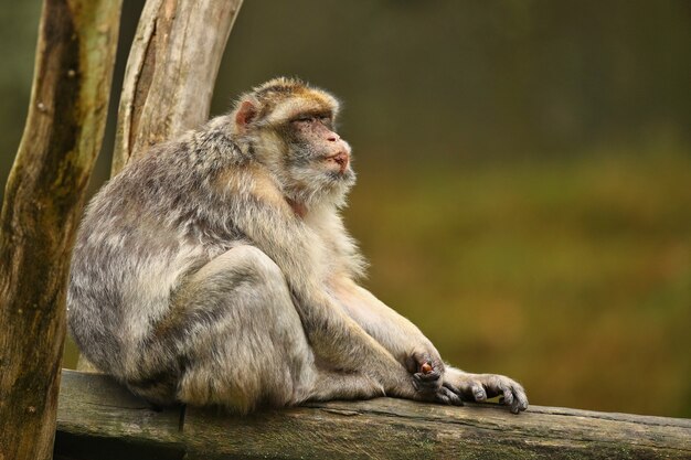 Macaco macaque na natureza