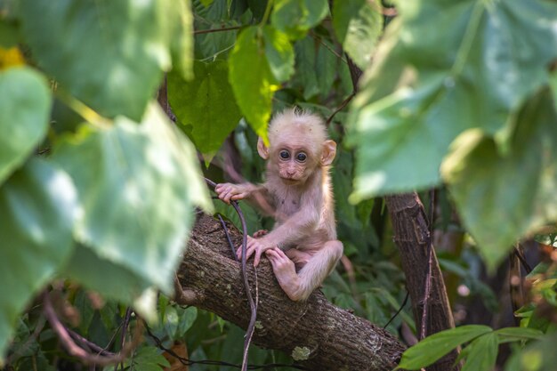 Macaco marrom em galho de árvore marrom