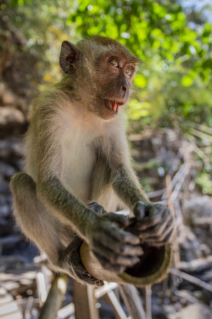 Macaco marrom sentado em um tronco de madeira