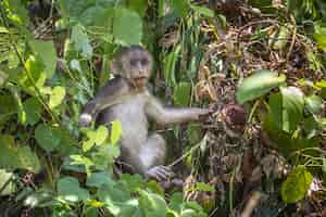 Foto grátis macaco na árvore na floresta closeup