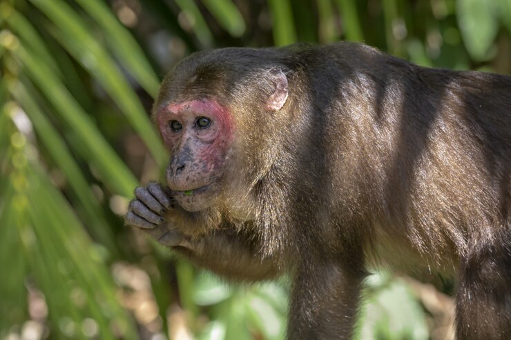 Foto grátis macaco na árvore na floresta closeup