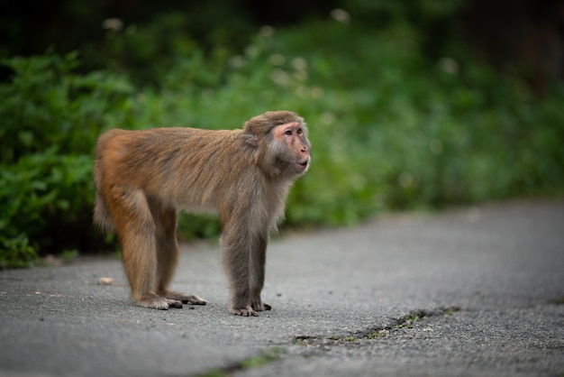 Macaco na estrada